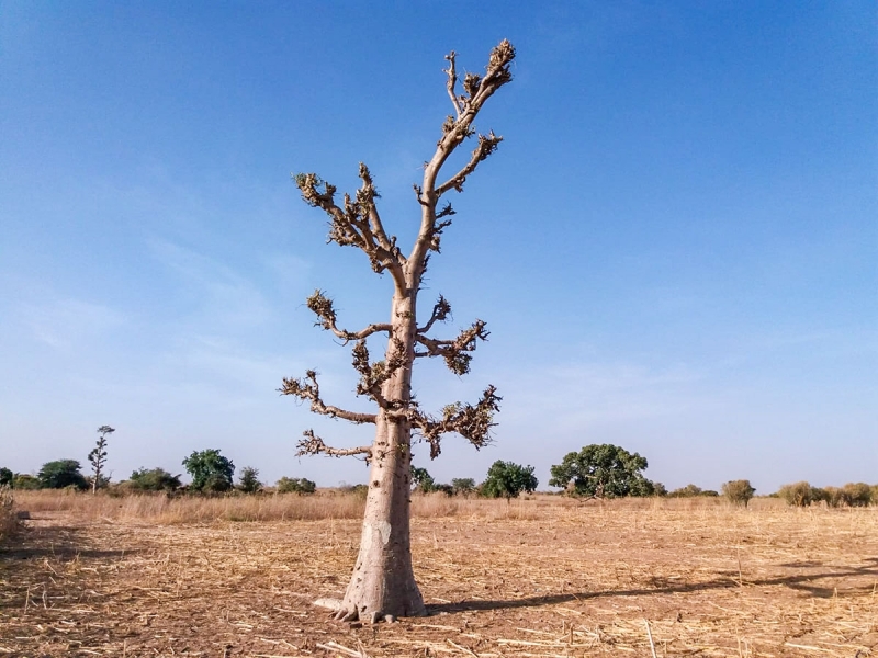 Der trockene Sahel - Sahel Sec